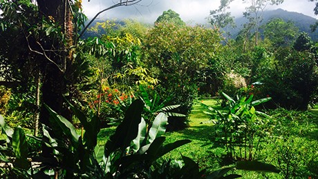 the rainforest alliance